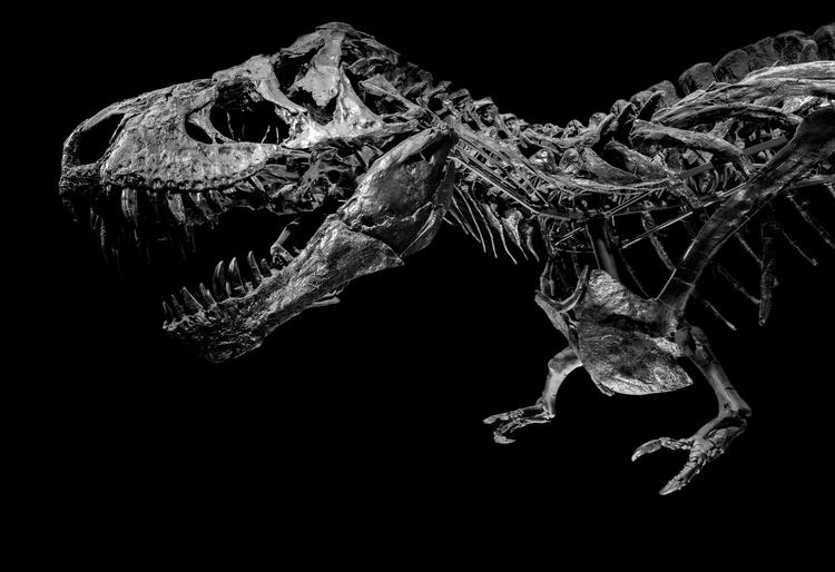 Foto: Frederik Wolff Teglhus/Statens Naturhistoriske Museum