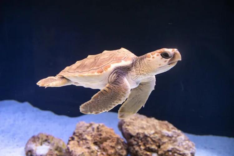 Havskildpadden for sandsynligvis vild på turen fra Azorerne.  Foto: Den Blå Planet 