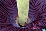 Den har blomstret hvert andet år siden 2012. Nu er der igen gang i penisblomsten, der kan ses i Botanisk Haves Palmehus. Foto: Jacob Ehrbahn/POLFOTO