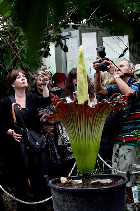 Sådan ser penisblomsten ud, når den har foldet sine blade ud. Det sker formentlig indenfor de næste par dag eigen. Arkivfoto. Foto: Jacob Ehrbahn/POLFOTO