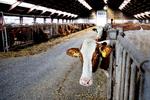 En mere retvisende opgørelse af blandt andet kvæggylles belastning af klimaet er hovedårsagen til, at Danmark bevæger sig længere fra klimamålet.  Foto: Finn Frandsen/POLFOTO