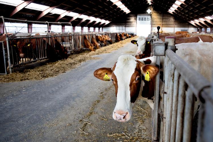 En mere retvisende opgørelse af blandt andet kvæggylles belastning af klimaet er hovedårsagen til, at Danmark bevæger sig længere fra klimamålet.  Foto: Finn Frandsen/POLFOTO