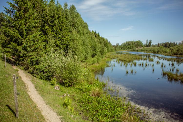 Sandskredssøen er en gammel tørvemose i den del af Gribskov, som er blevet udpeget som naturnationalpark. Foto: Miriam Dalsgaard/POLFOTO