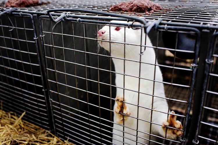 To mink er smittet med coronavirus på endnu en dansk minkfarm. Billedet stammer ikke fra en af de to steder. Arkivfoto Foto: Per Folkver/POLFOTO