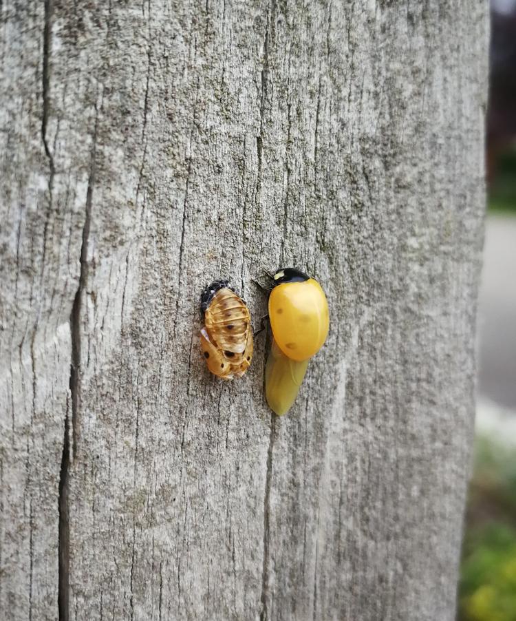 En læser mødte dette sære syn på vej ud af døren. Privatfoto 