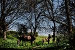 Exmoor-ponyer i naturområdet Molslaboratoriet.  De får ikke tilskudsfoder, heller ikke om vinteren, og er derfor ret ligeglade med mennesker. Foto: Kåre Viemose/POLFOTO