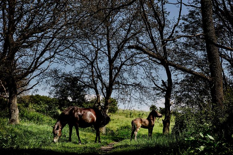 Exmoor-ponyer i naturområdet Molslaboratoriet.  De får ikke tilskudsfoder, heller ikke om vinteren, og er derfor ret ligeglade med mennesker. Foto: Kåre Viemose/POLFOTO