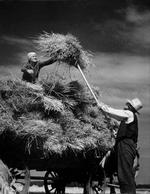   Sådan så det ud under høstarbejdet i sommeren 1953.   Arkivfoto Tage Christensen