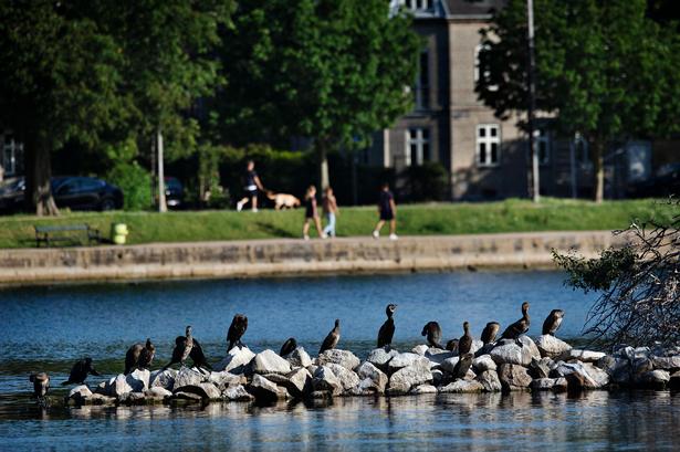     Fuglene i byen.HER:Fugleøen i Sortedamssøen.    