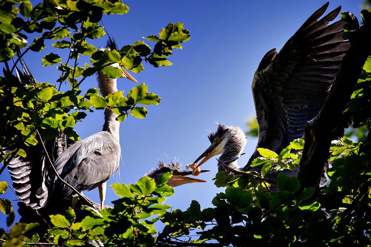 Find det sted i parken, der minder mest om vild natur, og du vil kunne se masser af trækfugle. Hejrerne i Frederiksberg Have kan du dog møde året rundt. 