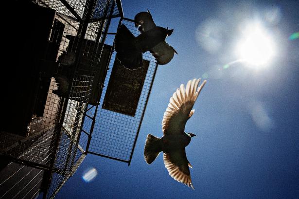     Fuglene i byen.HER:Duemanden Fhinn Yhde i Hvidovre.   