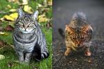 katte