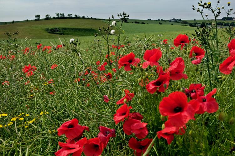    Når valmuerne i naturen er afblomstret, kan man tage en pose med ud og høste nogle frø til sin naturgrund.  Foto: Martin Lehmann/POLFOTO