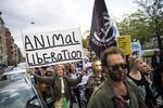 Billedet er fra en demonstration for nogle år siden i København for dyrs rettigheder. Demonstranterne viste deres afsky for kød- og mælkeprodukter, da Arla holdt en såkaldt foodfest på Islands Brygge. Foto: Anthon Unger