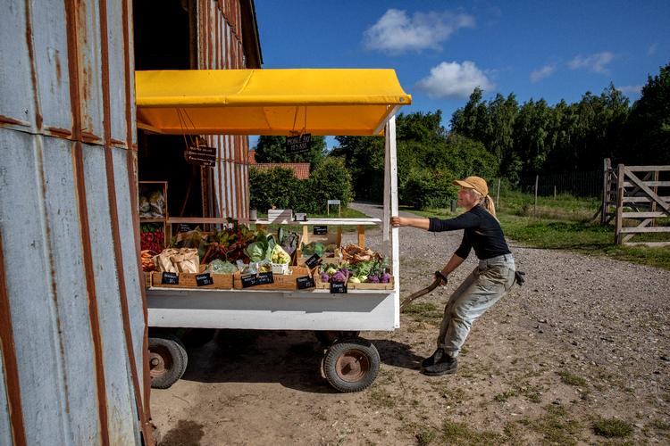 Nanna Thomsen og Christopher Lundgren  har været tidligt oppe for at høste grøntsager. Om sommeren er vejsideboden livsnerven for forpagterparret på Lerbjerggård. Foto: /POLFOTO