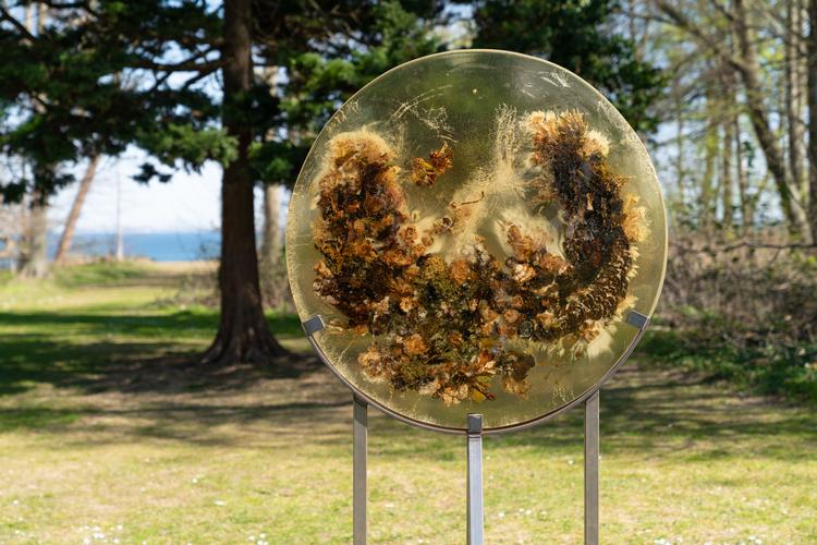 Studio ThingkingHand har støbt dele af den lokale flora fast i smukke runde epoxy-værker, der både findes ude i parken og inde i udstillingen på Munkeruphus.  Foto: David Stjernholm