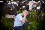 Kvierne på Gram Slots overdrev ser ud til at holde af slotsherre Svend Brodersen. I hvert fald flokkes de om ham for at slikke ham i nakken. Foto: Morten Langkilde