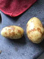 Kartoflerne er ramt af kartoffelskurv. Det er irriterende, men de kan spises. Foto: Privat