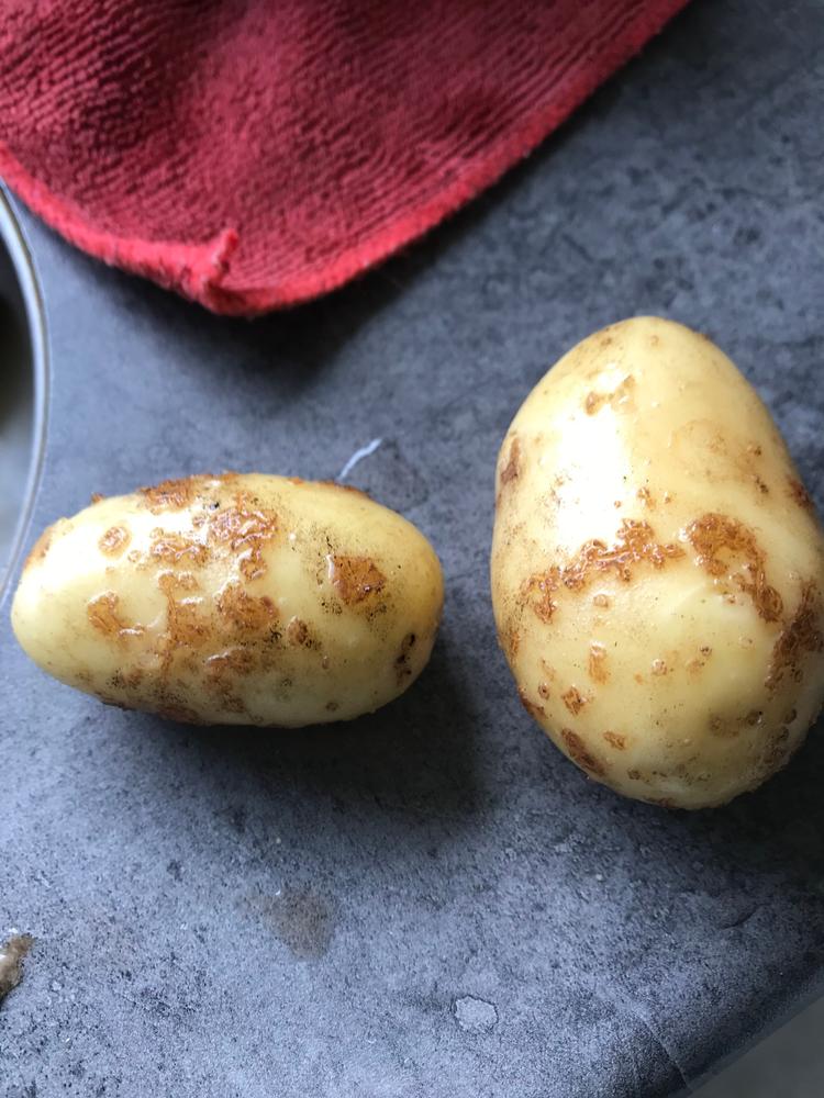 Kartoflerne er ramt af kartoffelskurv. Det er irriterende, men de kan spises. Foto: Privat