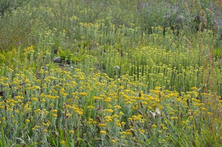 Den gule evighedsblomst svarer til sit navn. Blomsterne kan tørres og beholder form og farve i lang tid. Jeg har en buket stående, som jeg plukkede for et år siden. Den er støvet, men stadig gul. Nu skal den skiftes ud. 