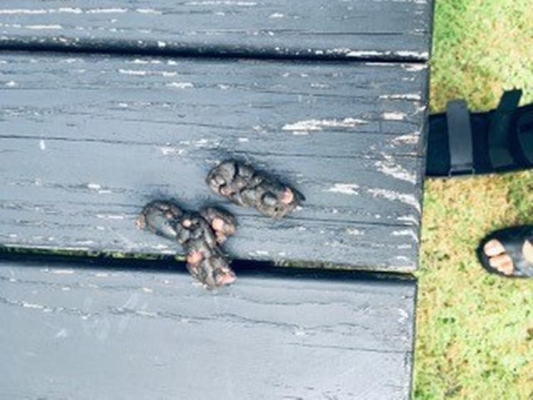Forleden morgen fandt en læser dette eksemplar på sit havebord. 