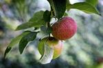 Små æbletræer kan sagtens give masser af frugt. Beskæring ender nemt med træets hævn: en masse vildskud. Foto: Jens Dresling/POLFOTO