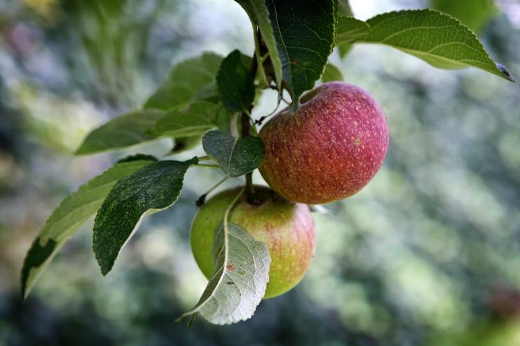 Små æbletræer kan sagtens give masser af frugt. Beskæring ender nemt med træets hævn: en masse vildskud. Foto: Jens Dresling/POLFOTO