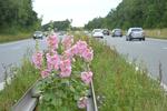 Nej, det er ikke nogen sjælden blomst, for det er jo en stokrose. Men den hører hjemme i haverne, og hvordan i alverden ender den i midterrabatten på en jysk motorvej? Foto: Søren Ryge Petersen