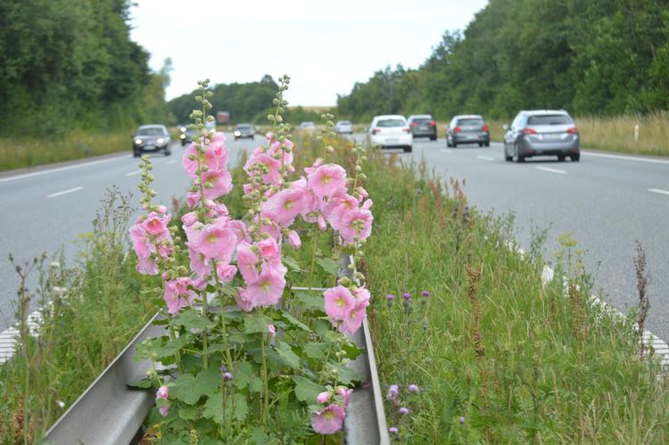Nej, det er ikke nogen sjælden blomst, for det er jo en stokrose. Men den hører hjemme i haverne, og hvordan i alverden ender den i midterrabatten på en jysk motorvej? Foto: Søren Ryge Petersen