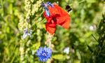  Blomster og bier er ifølge Søren Ryge blevet et hit, og de har brug for blomster, gerne vilde, og så mange som mmuligt.  Foto: John Randeris/Ritzau Scanpix