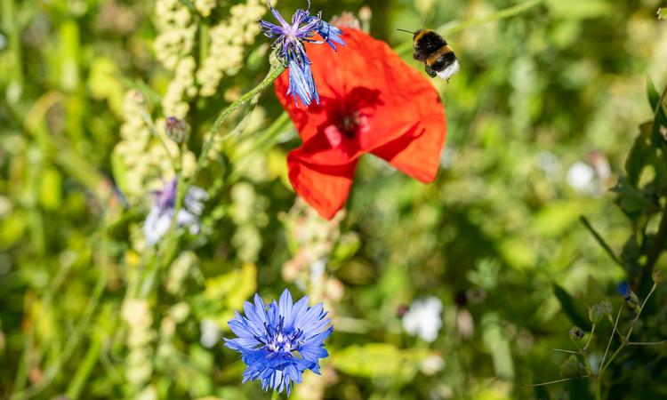  Blomster og bier er ifølge Søren Ryge blevet et hit, og de har brug for blomster, gerne vilde, og så mange som mmuligt.  Foto: John Randeris/Ritzau Scanpix