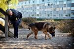 Polithunde er populære i store dele af verden; her er det en dansk politihund på våbenrazzia i Køge. Det er dog de færreste hunde, der har en så succesfuld første dag på job som Max fra Wales. Foto: Jens Dresling/POLFOTO