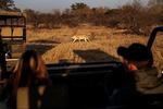 I denne uge blev det igen tilladt at tage på safari i Sydafrika. Her er det turister fra Johannesburg, der besøger Dinokeng Game Reserve nær Pretoria. Foto: Michele Spatari/Ritzau Scanpix
