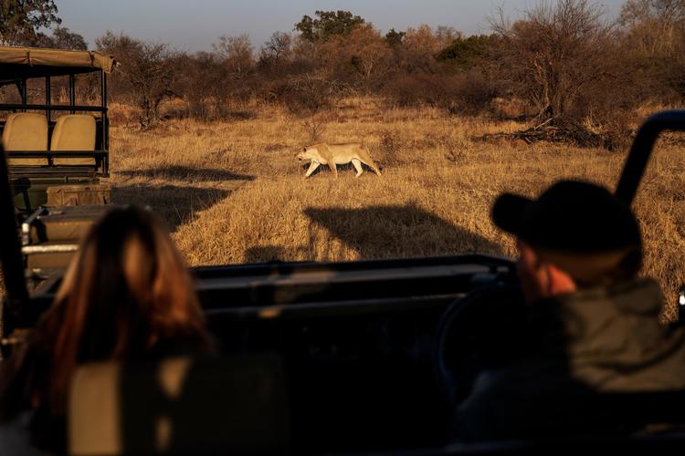 I denne uge blev det igen tilladt at tage på safari i Sydafrika. Her er det turister fra Johannesburg, der besøger Dinokeng Game Reserve nær Pretoria. Foto: Michele Spatari/Ritzau Scanpix