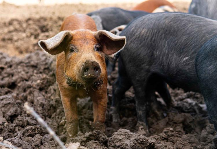 Madland er en madpolitisk festival, der sætter fokus på bæredygtighed. Den bliver afholdt 26. august - 25. september. Foto: Karl Ejnar Jørgensen