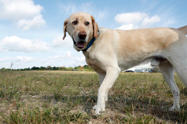 En læser spørger Søren Ryge, hvad man gør, når man på en øde landevej møder en glad og veltilfreds hund uden ejer i syne?  Arkivfoto Jens Dresling