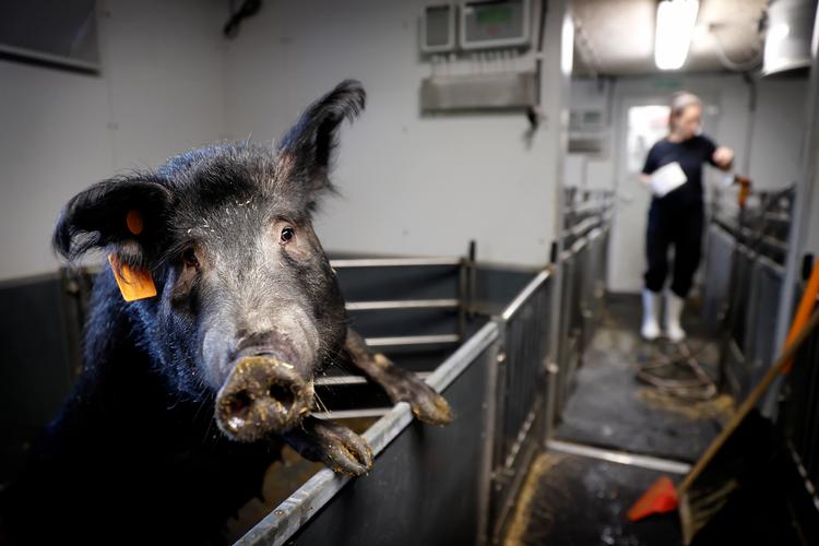 Nanna Berg-Jensen er dyrepasser for de amerikanske grise fra Ossabaw Island, der har en særlig evne til at æde sig tykke og derefter tære på fedtet.   Foto: Jens Dresling/POLFOTO