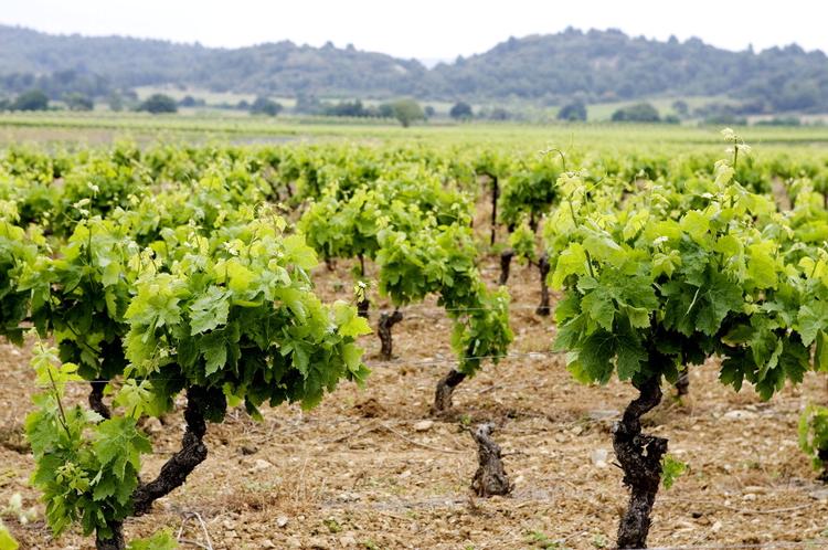 Garnacha dyrkes i mange forskellige regioner, bl.a. som her i Languedo-Roussilon. Arkivfoto Thomas Borberg
