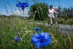 Blomsterne har fået lov at stå langs denne jyske vej.  Arkivfoto Joachim Ladefoged