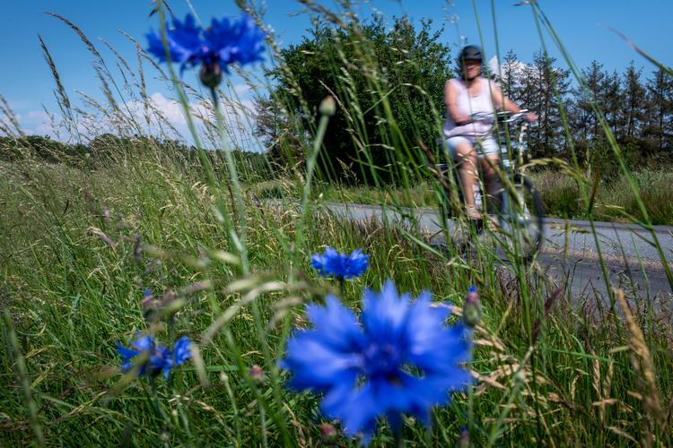 Blomsterne har fået lov at stå langs denne jyske vej.  Arkivfoto Joachim Ladefoged