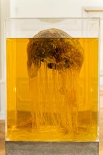 ’Future Friture – Turritopsis dohrnii' hedder Silas Inoues værk bestående af blandt andet sukker og fritureolie.  Foto: Jonas Søgaard Lauridsen