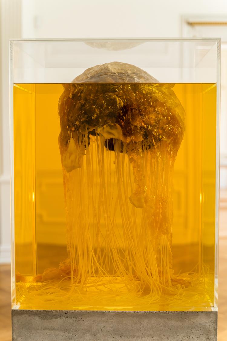 ’Future Friture – Turritopsis dohrnii' hedder Silas Inoues værk bestående af blandt andet sukker og fritureolie.  Foto: Jonas Søgaard Lauridsen