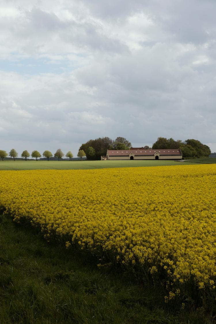Raps er den afgrøde, som bliver langt mest benyttet til biodiesel, men det er ikke nogen god ide for klimaet.  Foto: Morten Lau-nielsen/Morten Lau-Nielsen