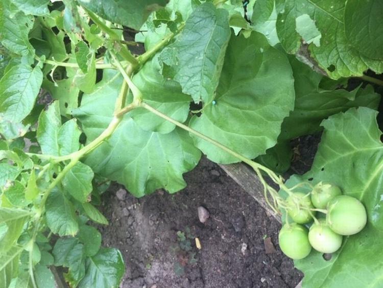 Det ligner tomater, men er faktisk kartoffelfrugter.   Foto: Kristian Rimmen