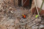Håbet i Beirut om, at nogen vil blive fundet i live under murbrokkerne efter den altødelæggende eksplosion i sidste måned, falmer. Redningsarbejdere har ellers intensiveret arbejdet med at finde overlevende, da sensorudstyr onsdag aften opdagede mulige livstegn under murbrokkerne.  Foto: Aziz Taher/Ritzau Scanpix