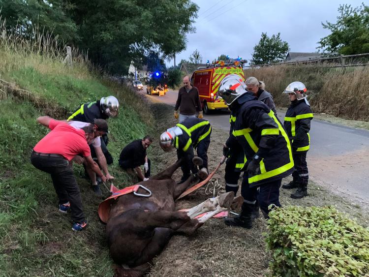 Redningsmandskab løfter en såret hest op ad en grøft i Criquetot-sur-Logueville i det nordvestlige Frankrig efter endnu et tilfælde af dyremishandling. Foto: -/Ritzau Scanpix