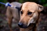 Luna er en tidligere gadehund fra Rumænien, som ved ankomsten til Danmark havde hårvækst i sine øjne. Luna blev behandlet men døjer stadig i dag med andre helbredsproblemer. Foto: Annika Byrde/POLFOTO