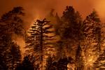     MONROVIA, CA - SEPTEMBER 11: The Bobcat Fire burns through the Angeles National Forest on September 11, 2020 north of Monrovia, California. California wildfires that have already incinerated a record 2.3 million acres this year and are expected to continue till December. The Bobcat Fire has grown to more than 26, 000 acres. David McNew/Getty Images/AFP == FOR NEWSPAPERS, INTERNET, TELCOS &amp; TELEVISION USE ONLY ==   Foto: David Mcnew/Ritzau Scanpix