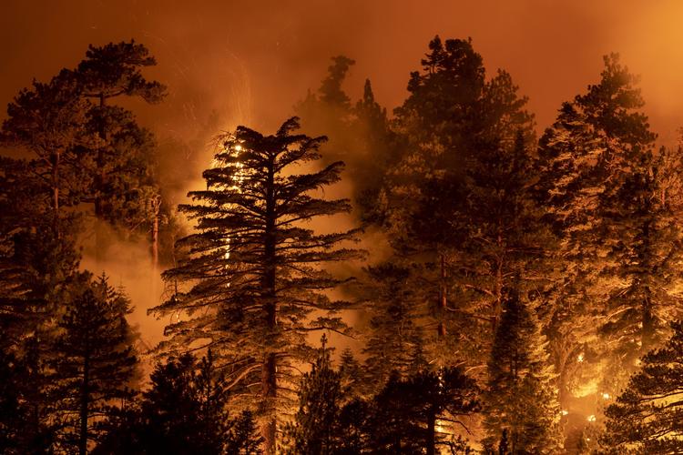     MONROVIA, CA - SEPTEMBER 11: The Bobcat Fire burns through the Angeles National Forest on September 11, 2020 north of Monrovia, California. California wildfires that have already incinerated a record 2.3 million acres this year and are expected to continue till December. The Bobcat Fire has grown to more than 26, 000 acres. David McNew/Getty Images/AFP == FOR NEWSPAPERS, INTERNET, TELCOS &amp; TELEVISION USE ONLY ==   Foto: David Mcnew/Ritzau Scanpix