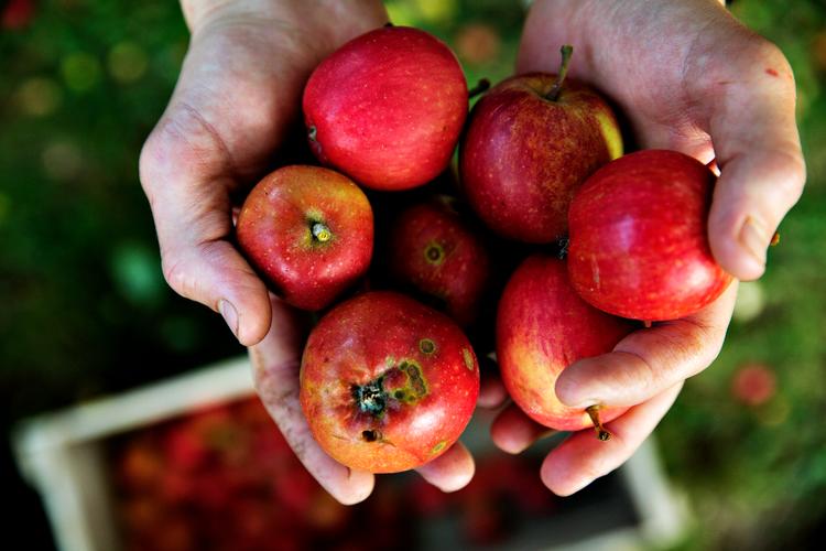 Omkring 5 millioner kilo nedfaldsfrugt fra private haver skønnes at gå til spilde hvert år. Det vil nyt projekt lave om på. Foto: Martin Lehmann/POLFOTO